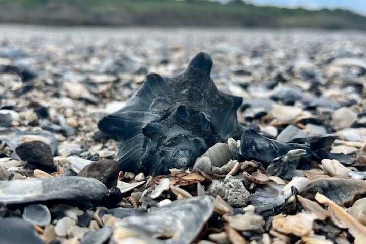Delfin- und Muschelbeobachtungstour auf Morris Island