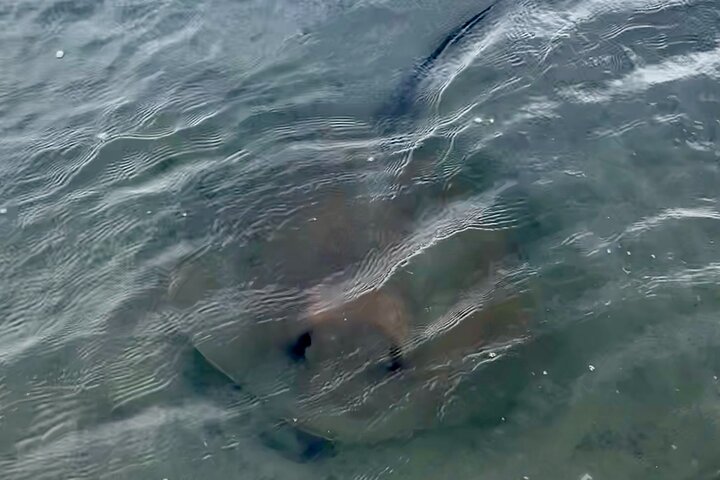 Delfin- und Muschelbeobachtungstour auf Morris Island