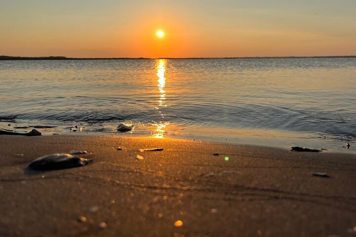 Delfin- und Muschelbeobachtungstour auf Morris Island