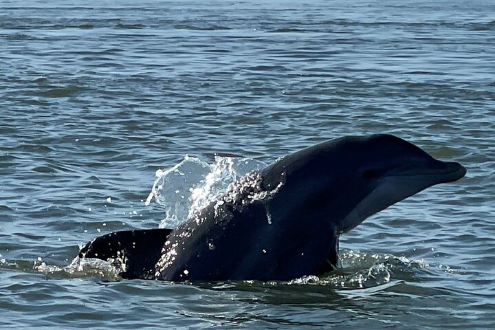 Delfin- und Muschelbeobachtungstour auf Morris Island
