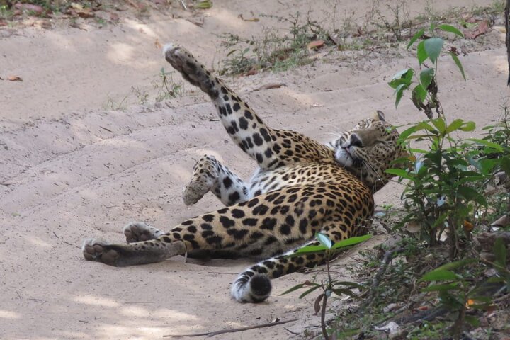 Parc national Wilpattu | Safaris privés