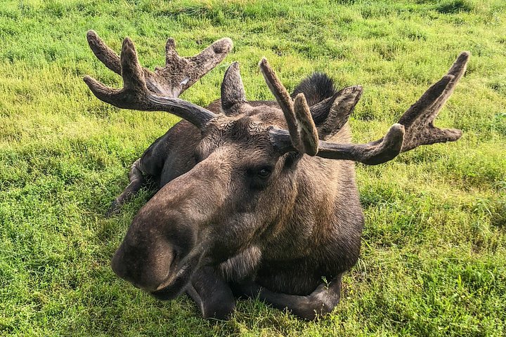 Seward para Anchorage Cruise Transfer e Private Tour