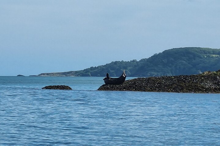 Safari en kayak de fauna, cuevas marinas y arbustos en Riviera Inglés