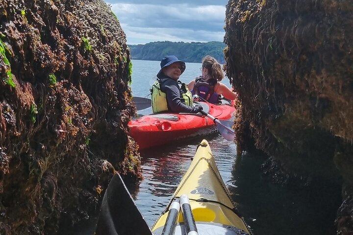 Safari en kayak de fauna, cuevas marinas y arbustos en Riviera Inglés