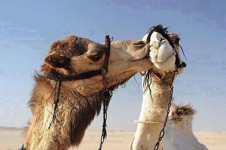 Quadrijden en kameelrijden met bedoeïenenshow in Marsa Alam