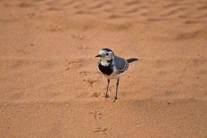Quadrijden en kameelrijden met bedoeïenenshow in Marsa Alam