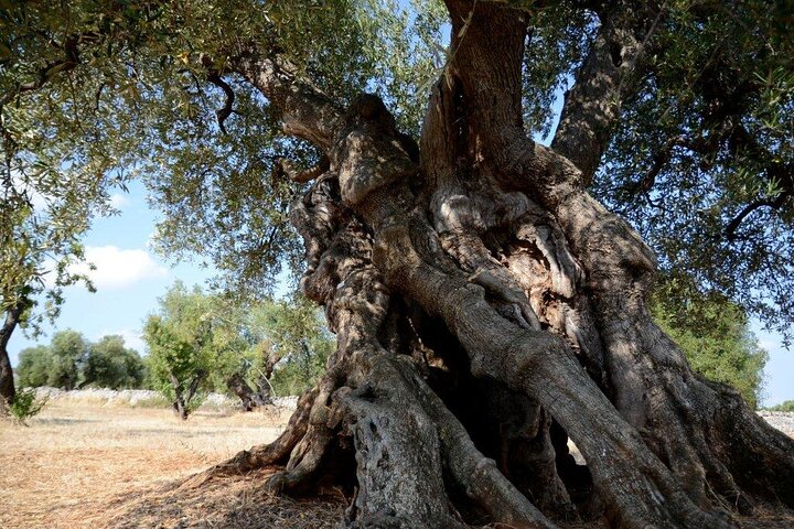 Ostuni: Degustazione di Olio Extra Vergine di Oliva in Masseria
