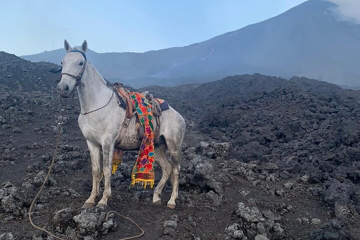 Hoteller i nærheden af Puerto Quetzal Pacaya Volcano Horseback Ride