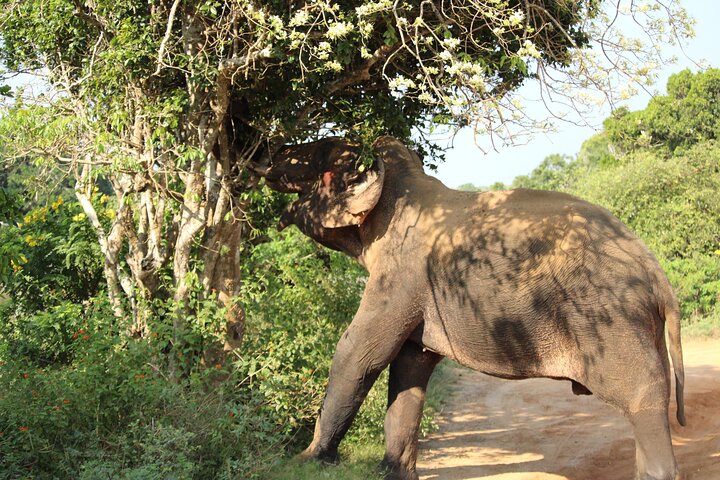 Yala, Udawalawa Safari Desde Ella, Mirissa, Hiriketiya, Tangalle