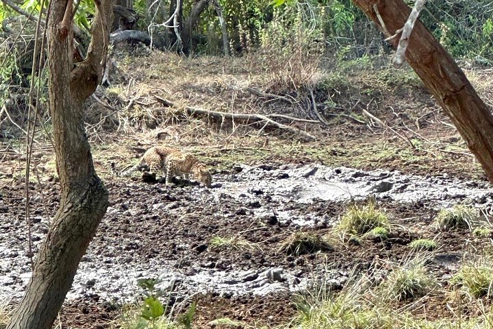 Yala, Udawalawa Safari Desde Ella, Mirissa, Hiriketiya, Tangalle