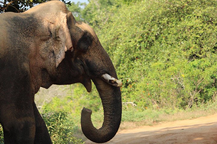 Yala, Udawalawa Safari Desde Ella, Mirissa, Hiriketiya, Tangalle
