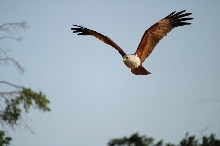Yala, Udawalawa Safari Desde Ella, Mirissa, Hiriketiya, Tangalle