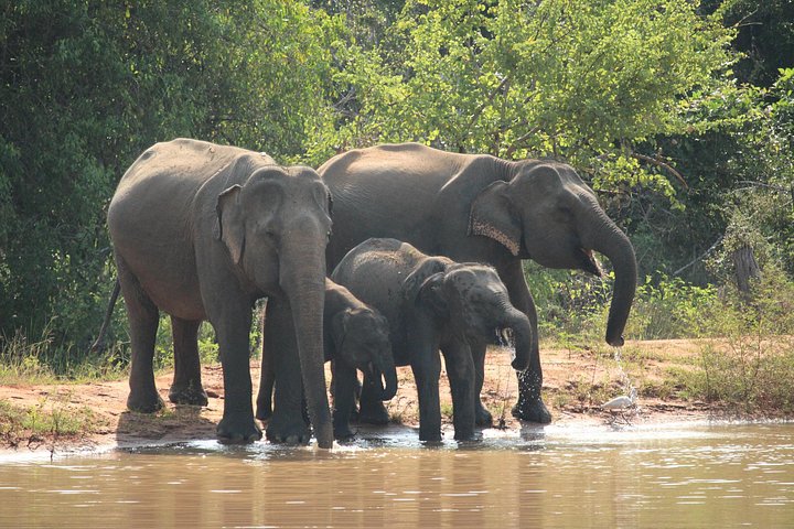 Yala, Udawalawa Safari Desde Ella, Mirissa, Hiriketiya, Tangalle