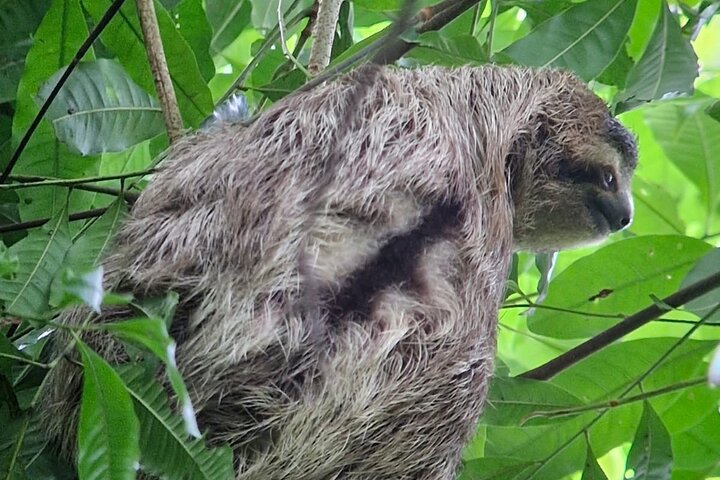 Corcovado nationalpark - Privat Sirena-dagstur med båt