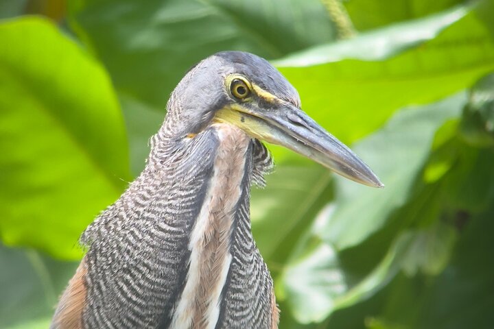 Corcovado nationalpark - Privat Sirena-dagstur med båt