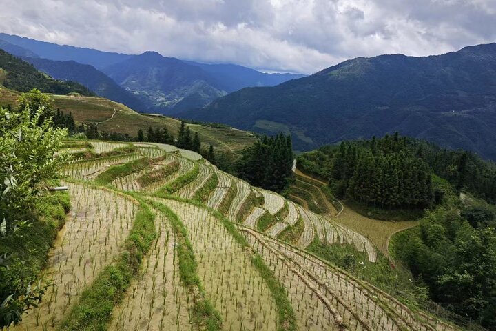 Terrazze di riso Longji con tour privato di un giorno al Minority Village