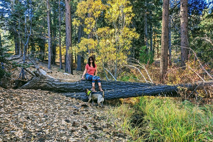 Excursión de senderismo por los colores del otoño de Big Bear en el sur de California