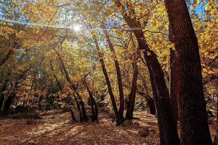 Excursión de senderismo por los colores del otoño de Big Bear en el sur de California