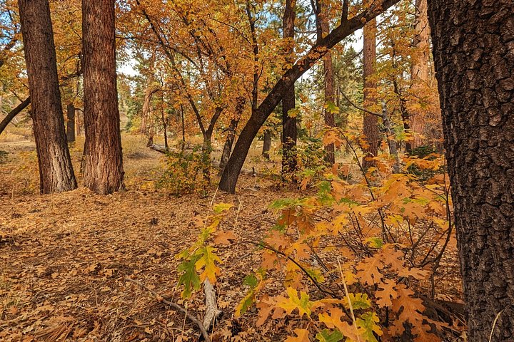 Excursión de senderismo por los colores del otoño de Big Bear en el sur de California