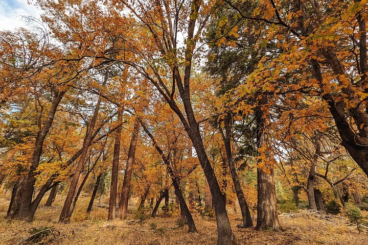 Excursión de senderismo por los colores del otoño de Big Bear en el sur de California