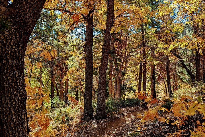 Excursión de senderismo por los colores del otoño de Big Bear en el sur de California