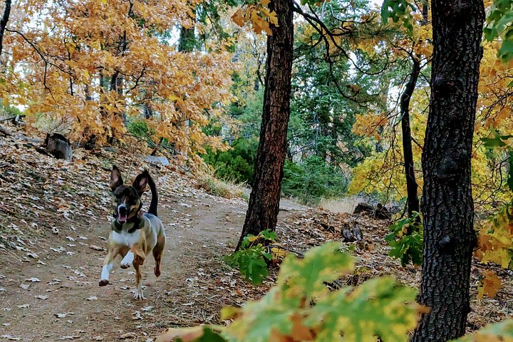 Excursión de senderismo por los colores del otoño de Big Bear en el sur de California