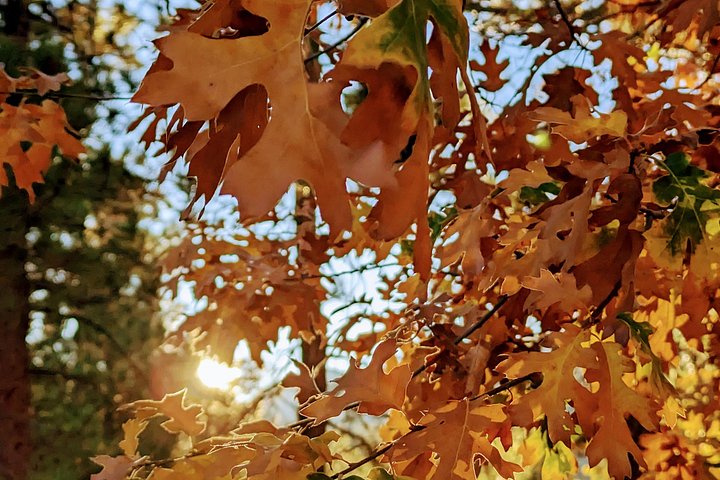 Excursión de senderismo por los colores del otoño de Big Bear en el sur de California