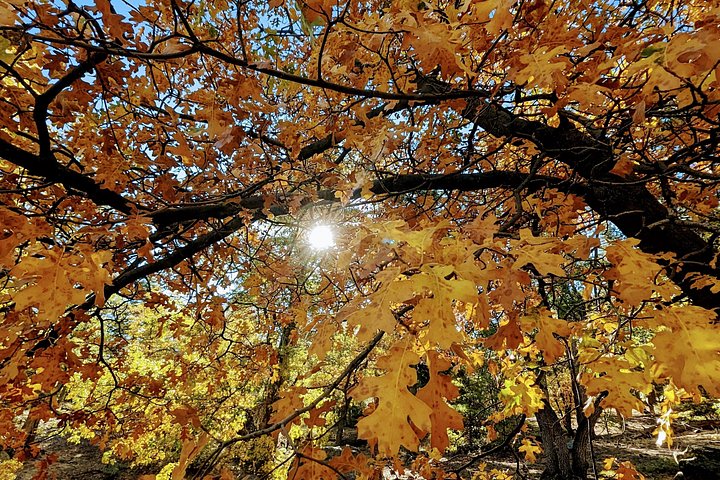 Excursión de senderismo por los colores del otoño de Big Bear en el sur de California