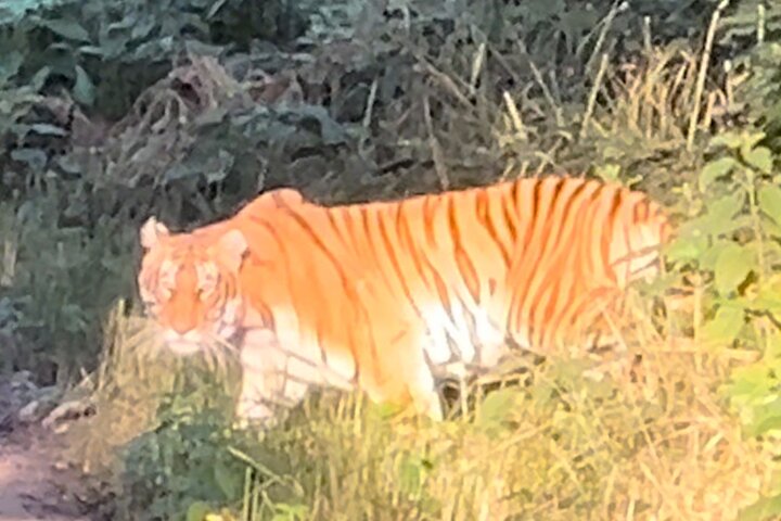 2 nachten 3 dagen Chitwan National Park-pakket met jeepsafari