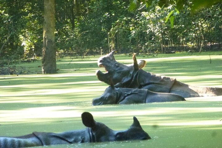 2 nachten 3 dagen Chitwan National Park-pakket met jeepsafari