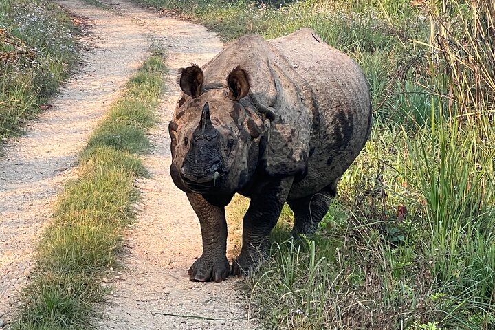 2 nachten 3 dagen Chitwan National Park-pakket met jeepsafari