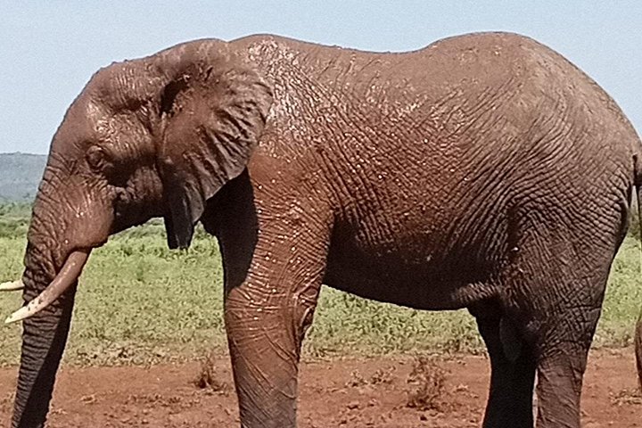 Kruger Park Safari from Maputo