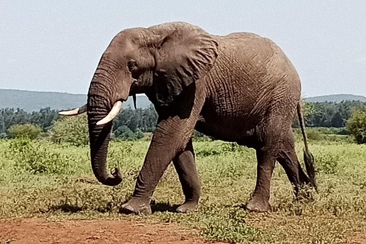 Kruger Park Safari from Maputo