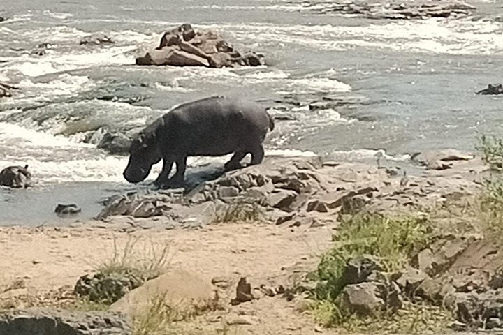 Kruger Park Safari from Maputo