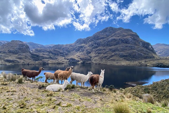 Visite en petit groupe du parc national de Cajas au départ de Cuenca
