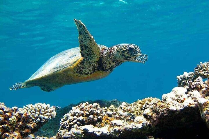 Paseo en barco por Marsa Mubarak con tortugas y dugongos desde Marsa Alam