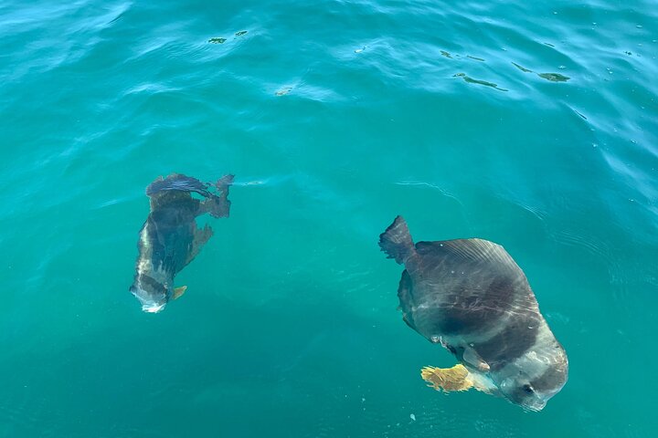 Restauranter i nærheten av Magnetic Island Snorkel Jet Ski Tour