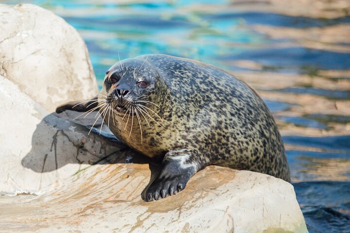 SEA LIFE Weymouth-toegangsbewijs