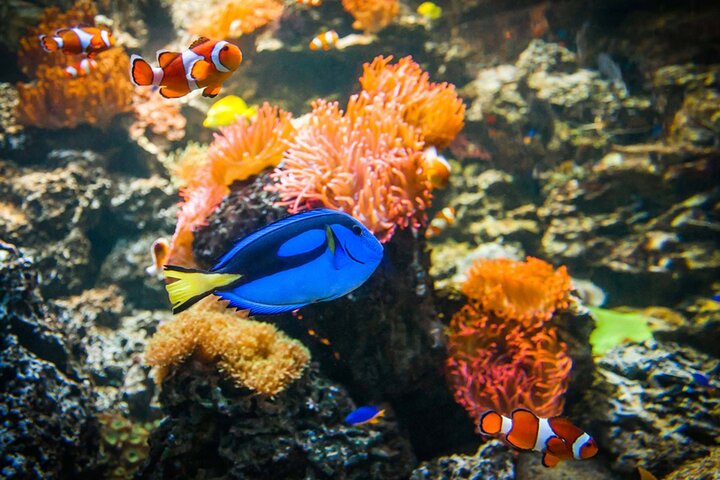 SEA LIFE Weymouth-toegangsbewijs