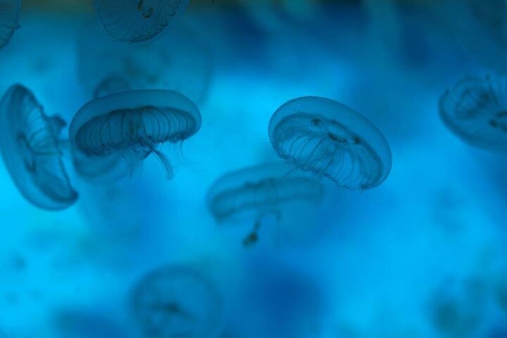 SEA LIFE Weymouth-toegangsbewijs
