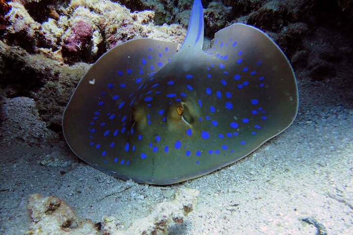 SEA LIFE Weymouth-toegangsbewijs
