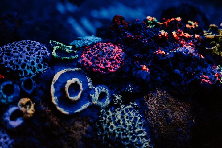 SEA LIFE Weymouth-toegangsbewijs