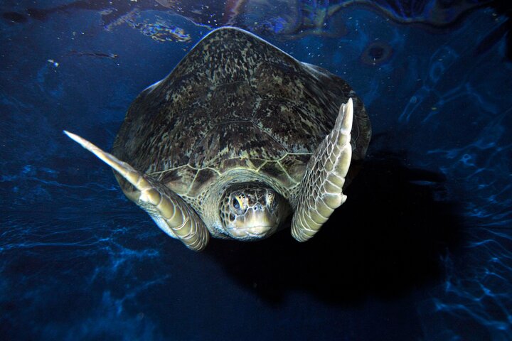 SEA LIFE Weymouth-toegangsbewijs