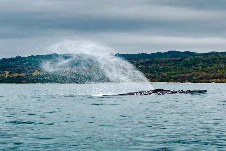 Tour snorkeling y ballenas - Parque Nacional Machalilla