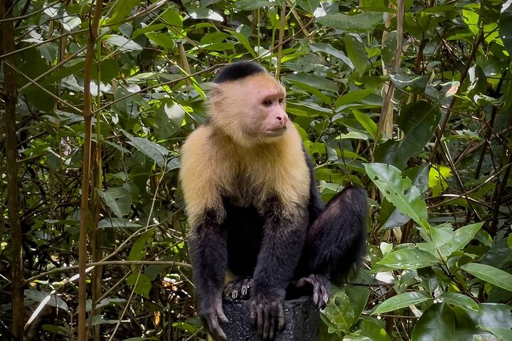 Puerto Viejo Tour de Perezosos en la jungla y en el río con kayak