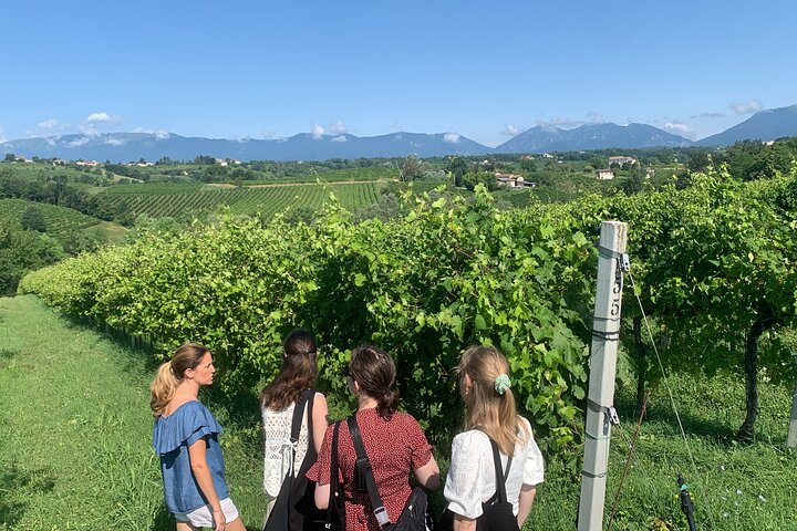 Tour privado todo incluido a Prosecco Hills - 2 bodegas y almuerzo.