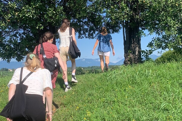 Tour privado todo incluido a Prosecco Hills - 2 bodegas y almuerzo.