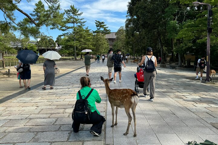 Nara: Excursão privada de meio dia por 4 pontos imperdíveis & Deer Park