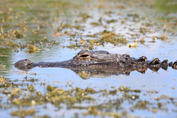 Halbtägige Everglades-Nationalparktour und 1 -stündige Fahrt mit dem Luftboot