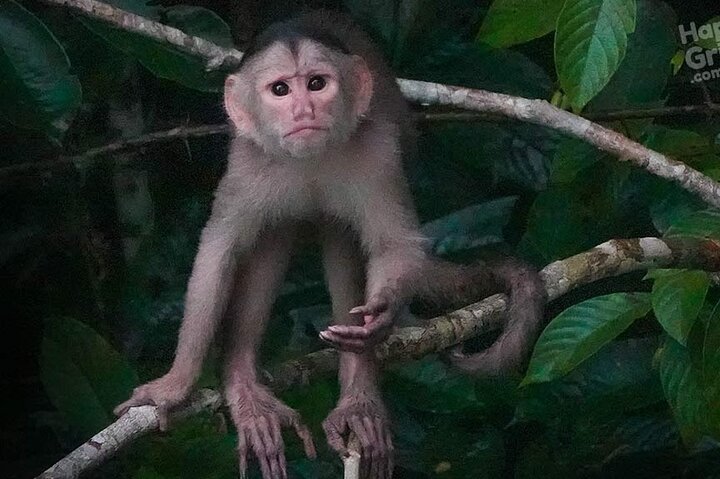 Yasuni Tours - 4 dagar 3 nätter - Från Puyo, Pastaza - Ecuador